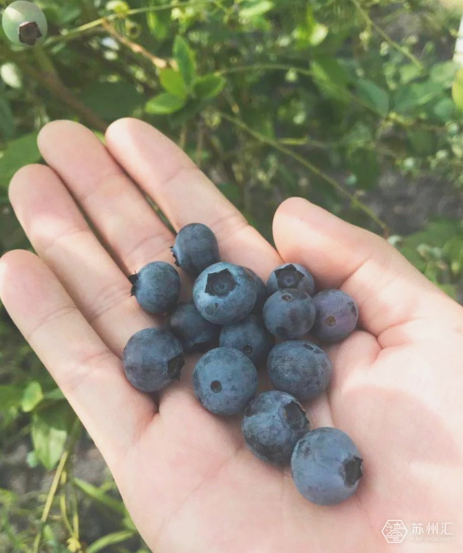 苏州蓝莓